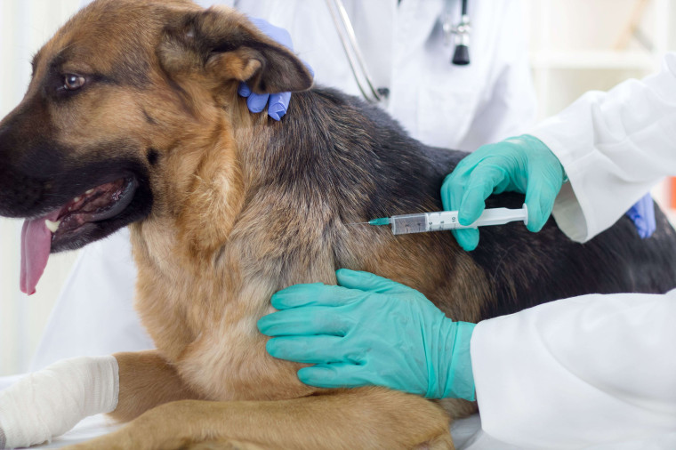 На территории Прохоровского района проводится вакцинация против бешенства животных.